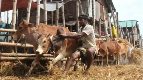 কোরবানির হাট ২০২৫