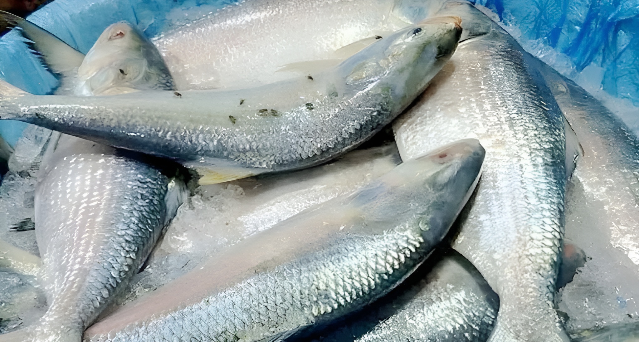 ইলিশ কেজিতে বাড়লো ৫০০ টাকা