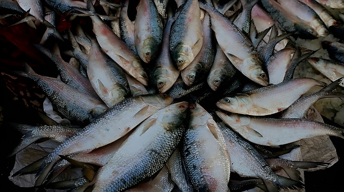 মা ইলিশ রক্ষার অভিযান