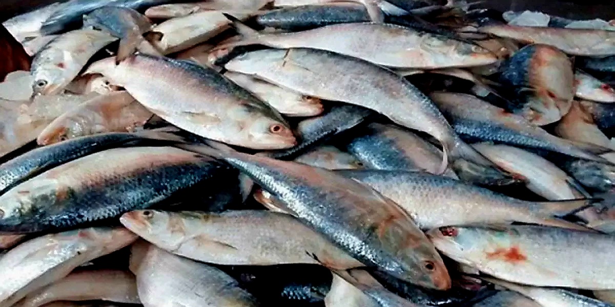 আজ মধ্য রাত হতে শুরু হতে যাচ্ছে ইলিশ মাছ ধরা 