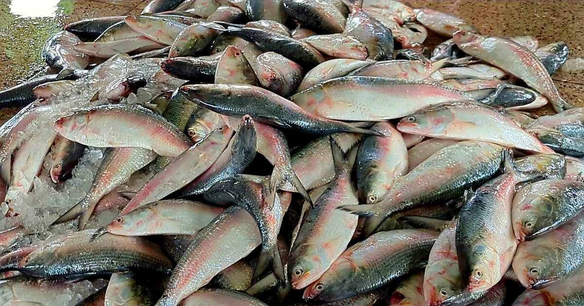 এবার ইলিশ রক্ষার জন্য জাটকা শিকারে নিষেধাজ্ঞা
