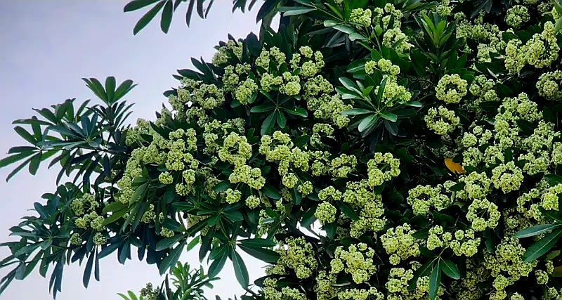 ছাতিম ফুলের দারুণ ঘ্রাণে মুগ্ধ কিশোরগঞ্জ