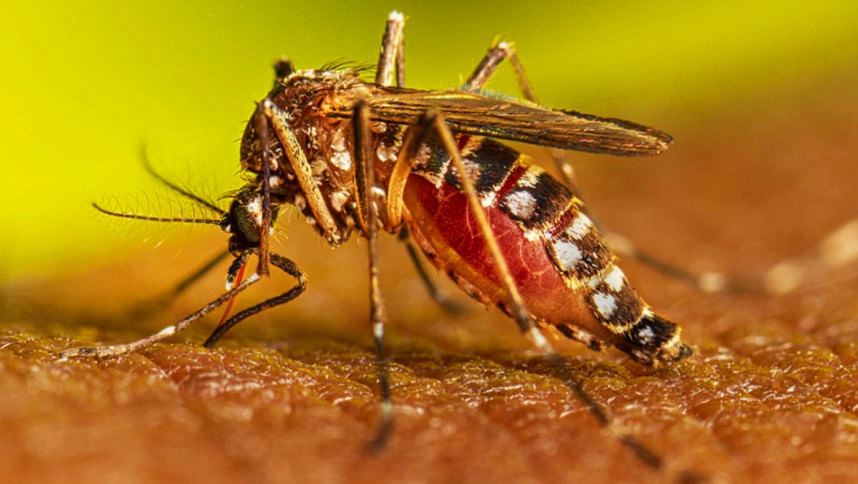 ডেঙ্গুতে আরও ৬ জনের মৃত্যু