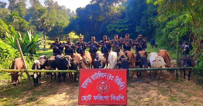 সীমান্ত হতে ৩১টি ভারতীয় গরু আটক