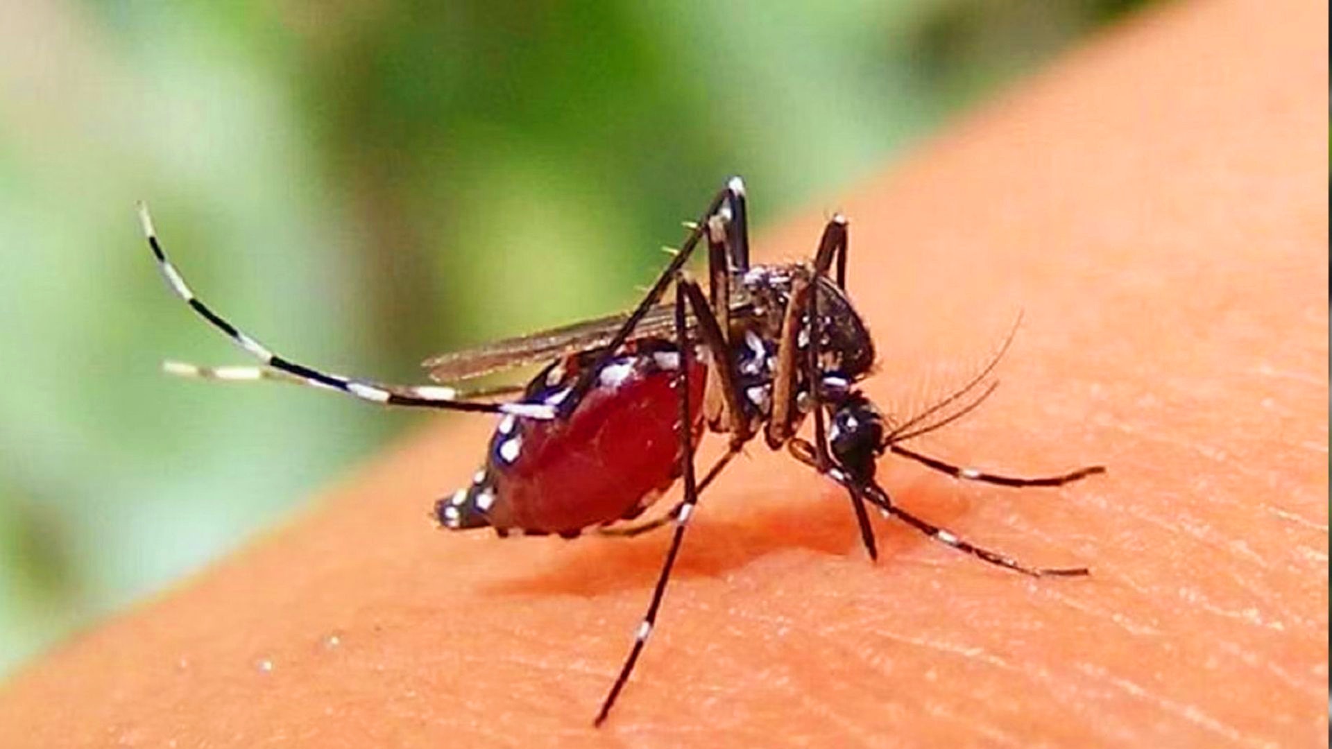 ডেঙ্গুতে ৫জনের মৃত্যু